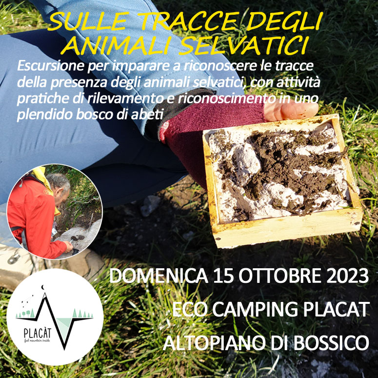 4-copquad-tracce-animali